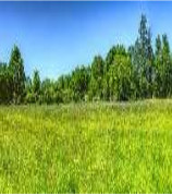 meadow with trees in the background