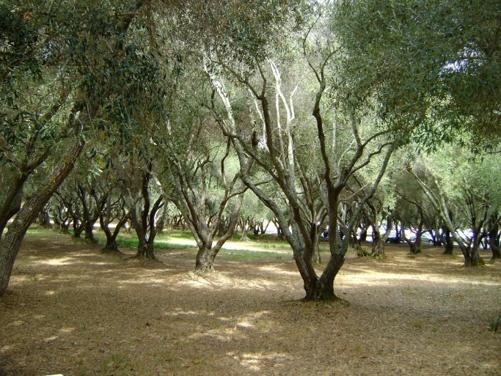 A tree in a park

Description automatically generated