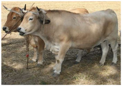 Oxen, Labour, Furrow