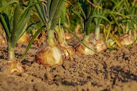 3,000+ Free Onion & Food Images - Pixabay