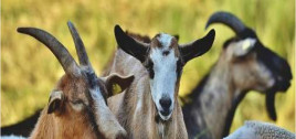 Goats