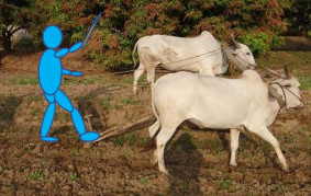 man plowing with oxen