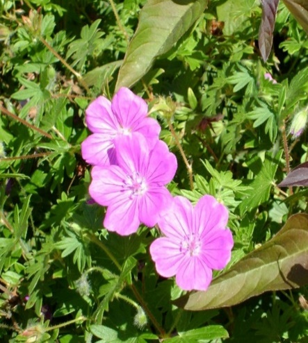 pink flowers