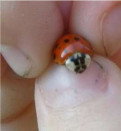 ladybug
