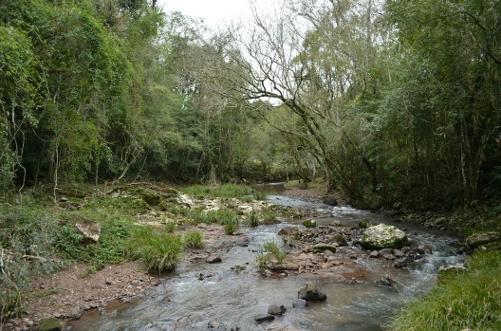 river in the middle of green trees