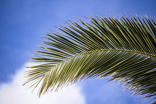 palm branch